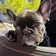 Flossie, a French Bulldog