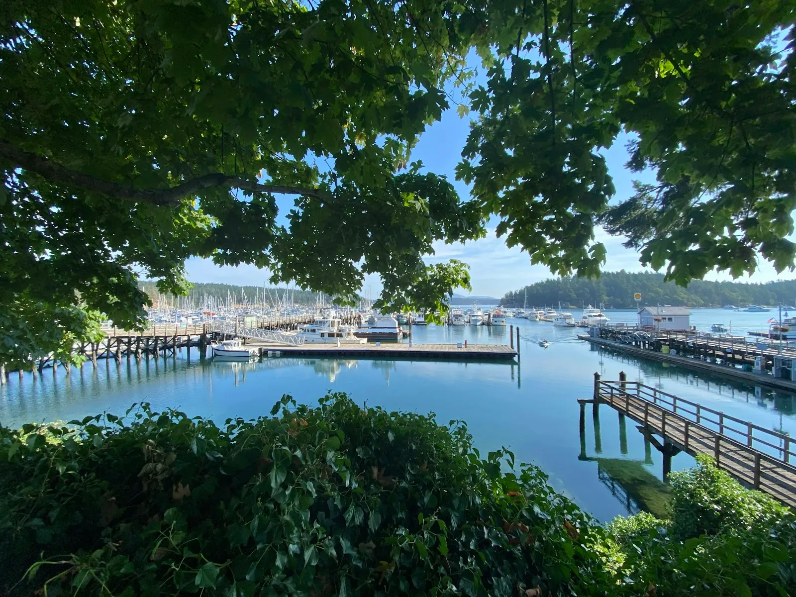 Calm harbor water surrounded by trees on San Juan Island, Washington.