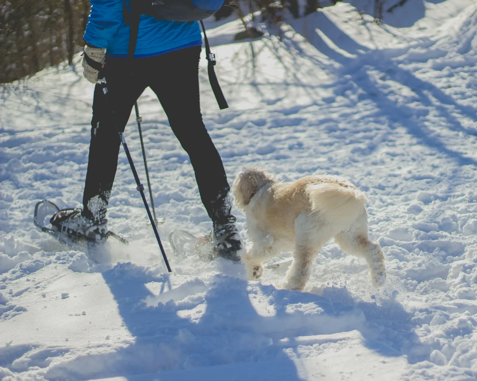 A person walking a dog on snow-covered ground near Medford, Oregon.