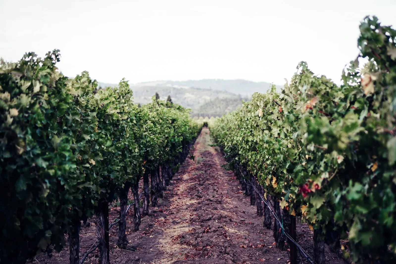 Vineyard rows with a mountain in the background in Napa, California.