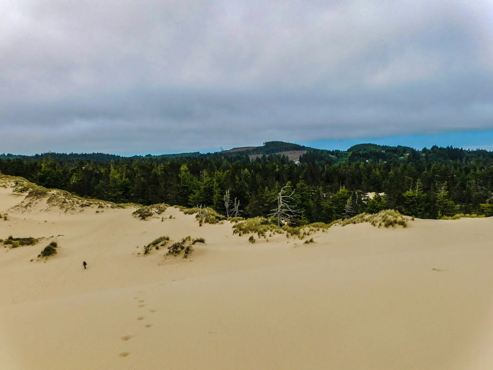 Sand dunes with trees and hills near Reedsport, Oregon.