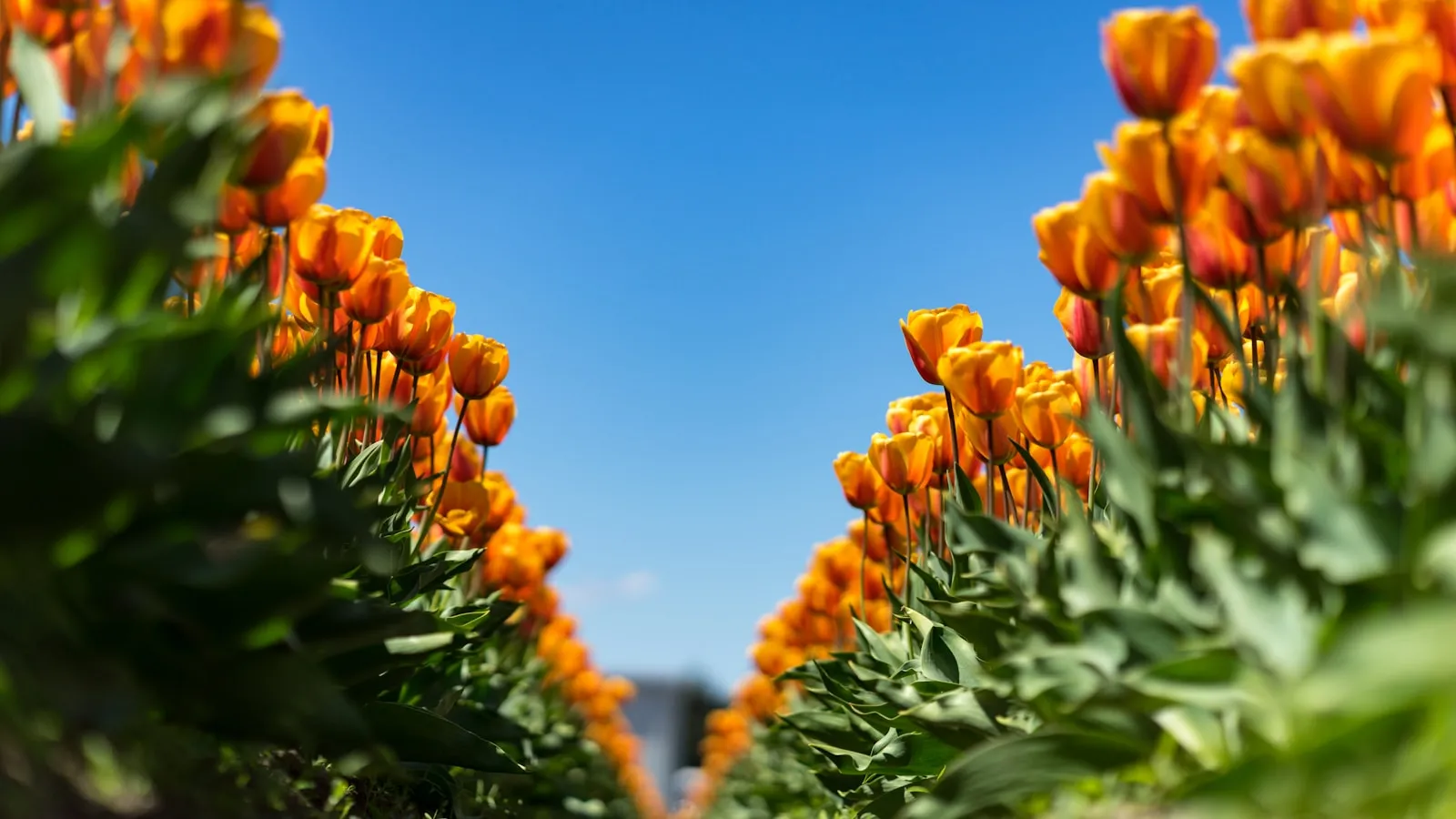 Orange tulips in bloom in the Skagit Valley.