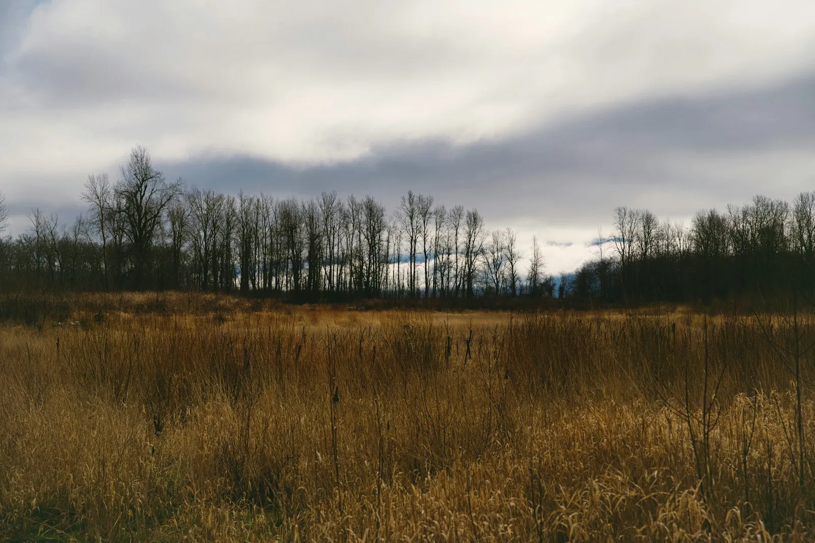 Grass field under cloudy skies near Troutdale, Oregon.